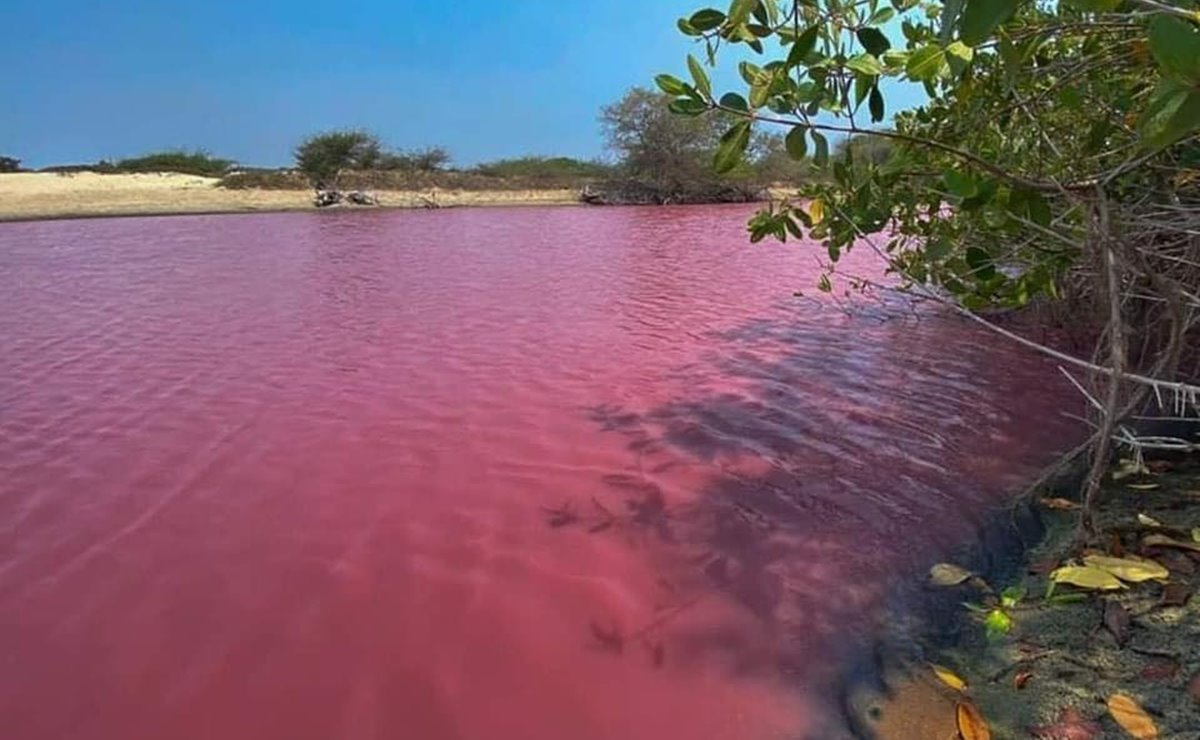 Por desequilibrio ecológico, se pinta de rosa la Laguna Alotengo de la Costa de Oaxaca