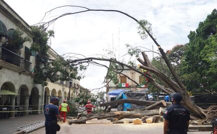 Caída de segundo laurel del zócalo, por hongos y exceso de humedad; anuncian monitoreo de ejemplares