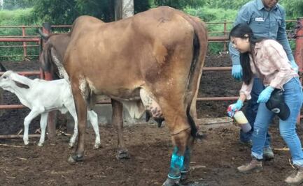 Confirman primer caso del gusano barrenador en Paso de la Reina, Oaxaca; suman 220 casos activos