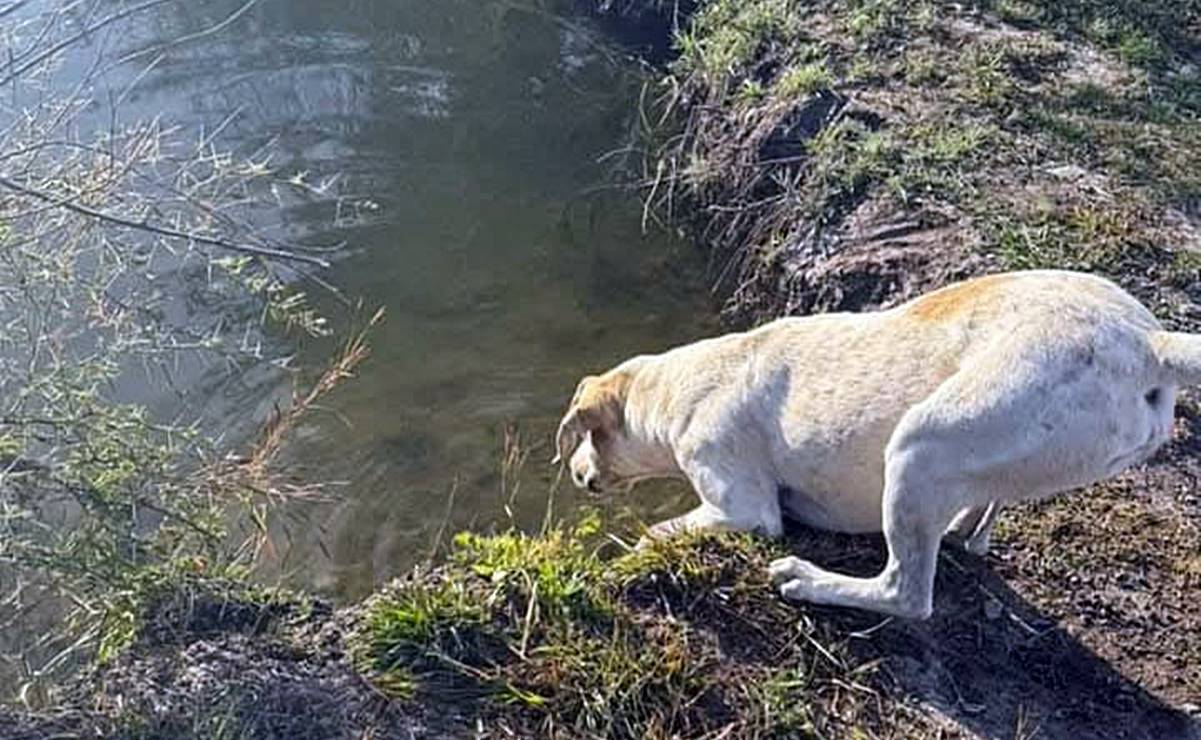 Dejan sin hogar a 6 lomitos del parque Huayapám, Oaxaca; nueva administración los quiere fuera