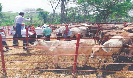 Pandemia, tiro de muerte a ganadería del Istmo que ya agonizaba por la sequía