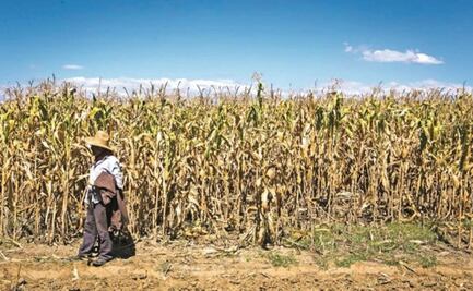 Por “austeridad” y recortes, Oaxaca ha perdido en dos años 200 mil hectáreas de suelo cultivable