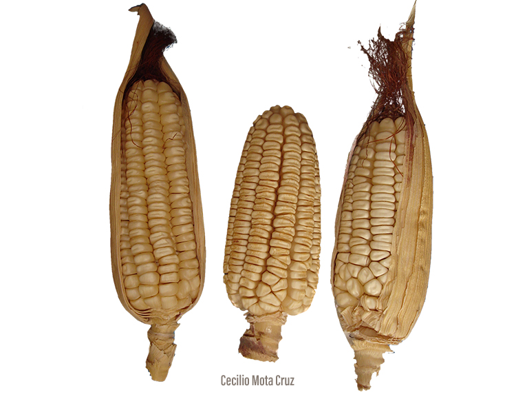 Foto: Biodiversidad Mexicana.