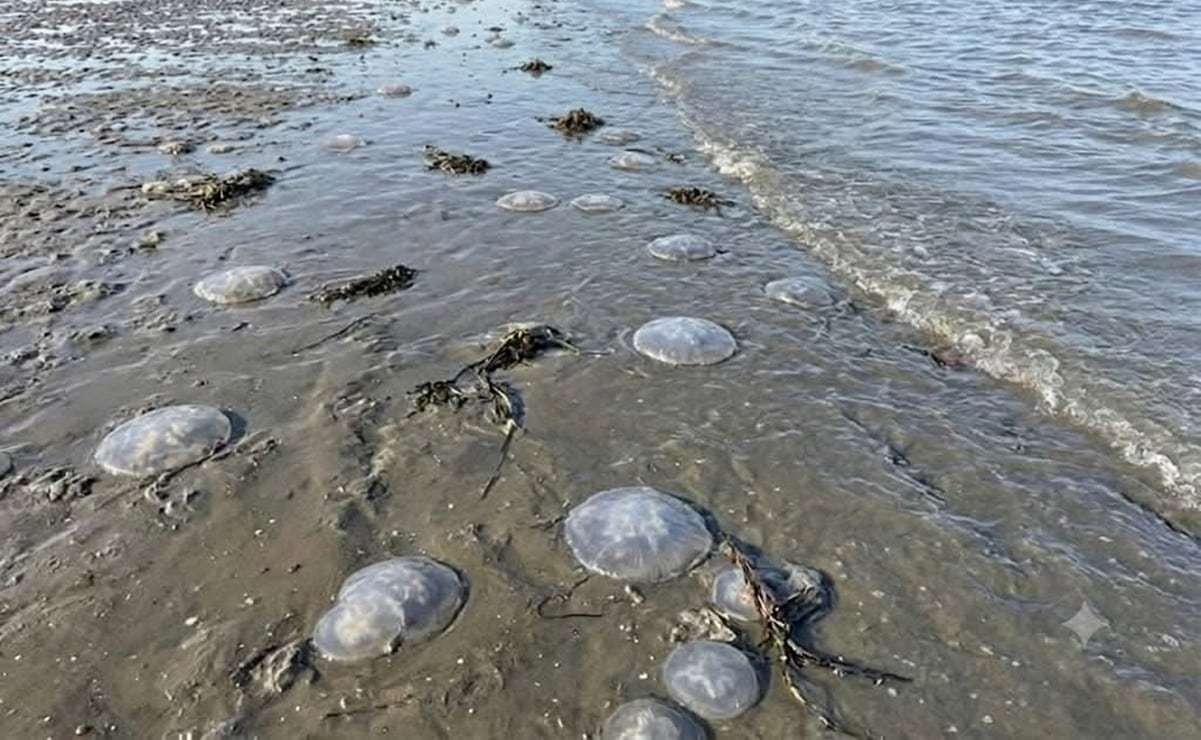 RT @ElUniversalOax: #Entérate ?⚠️ Alertan por presencia de medusas “bola de cañón” en playas de Xadani, Oaxaca