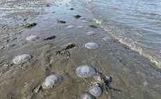 Alertan por presencia de medusas “bola de cañón” en playas de Xadani, Oaxaca