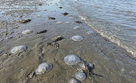 Alertan por presencia de medusas “bola de cañón” en playas de Xadani, Oaxaca