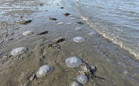 Alertan por presencia de medusas “bola de cañón” en playas de Xadani, Oaxaca