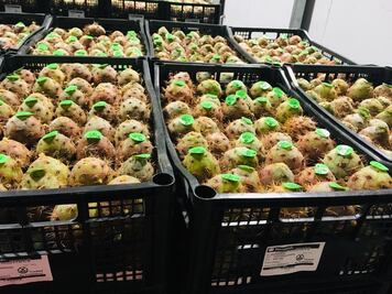 Con exportaciones, productores de pitaya buscan frenar "coyotaje"