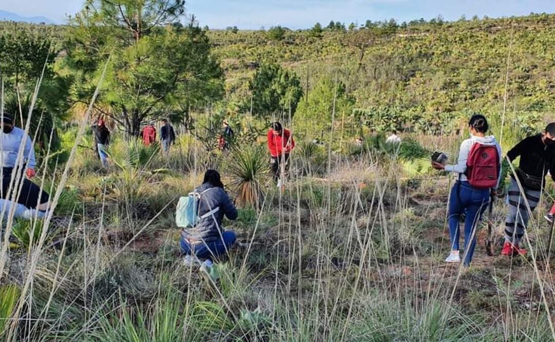 Con reforestación masiva de 6 mil árboles, Huajuapan busca enfrentar sequía en la Mixteca de Oaxaca. Foto: Juana García