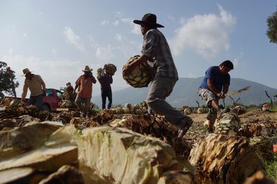 Continúa la batalla por la Denominación de Origen del mezcal