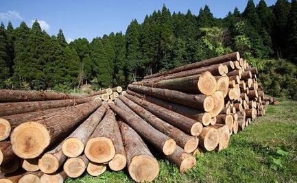 En Oaxaca, abiertas 76 carpetas de investigación por el delito de tala ilegal