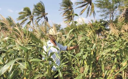 Diputados de Morena piden prórroga a CFE para campesinos de Oaxaca; les aumentó tarifa