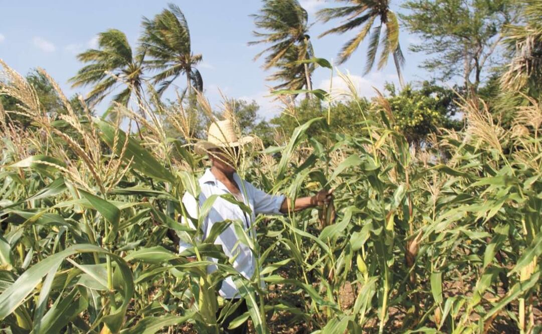 Diputados de Morena piden prórroga a CFE para campesinos de Oaxaca; les aumentó tarifa. Foto: Archivo