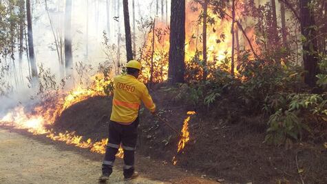 Incendios forestales en Oaxaca han afectado 24 mil hectáreas de bosques este año, 8 mil más que en 2020