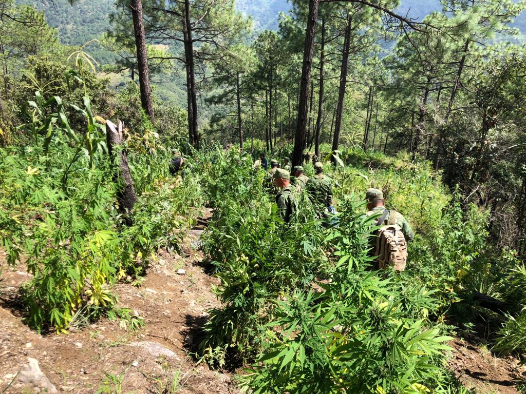 Destruye Sedena 10,400 m2 de enervantes en zona Mixe de Oaxaca