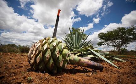 Golpea impuesto a bebidas alcohólicas en Oaxaca a 70% de mezcaleros; orilla a clandestinidad