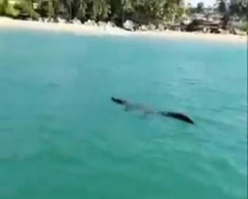 VIDEO. Alertan a turistas tras avistamiento de cocodrilo en aguas de Bahía Principal de Puerto Escondido. Fotos: Captura de pantalla