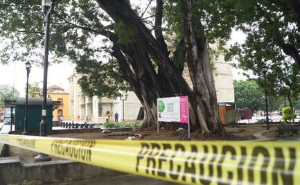 Llama Defensor de Oaxaca a autoridades estatales y municipales a proteger arbolado capitalino