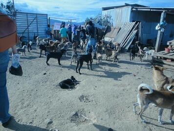 Denuncian animalistas maltrato a 200 perros en Zaachila