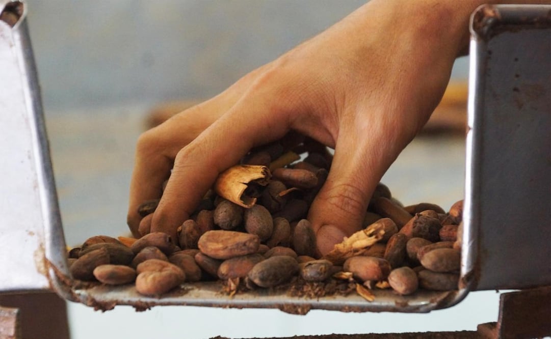 Por disparo de precios de 300%, el chocolate podría no llegar a los altares de Día de Muertos en Oaxaca. Fotos: Edwin Hernández