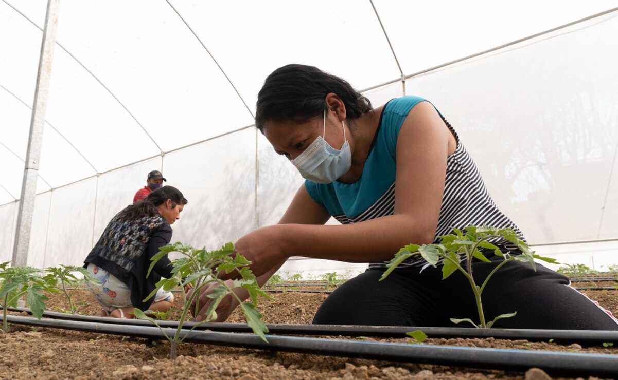 Georgina Jovita Porras es una de las productoras de tomate, proyecto con el que consolidó una fuente de empleo para su familia. Foto: Mario Arturo Martínez