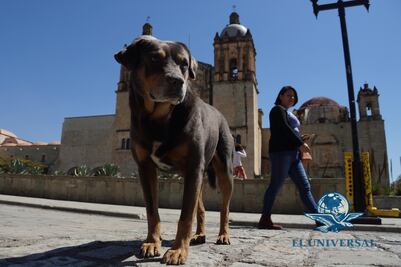 Nace juzgado especializado en maltrato animal y ya acumula 21 casos