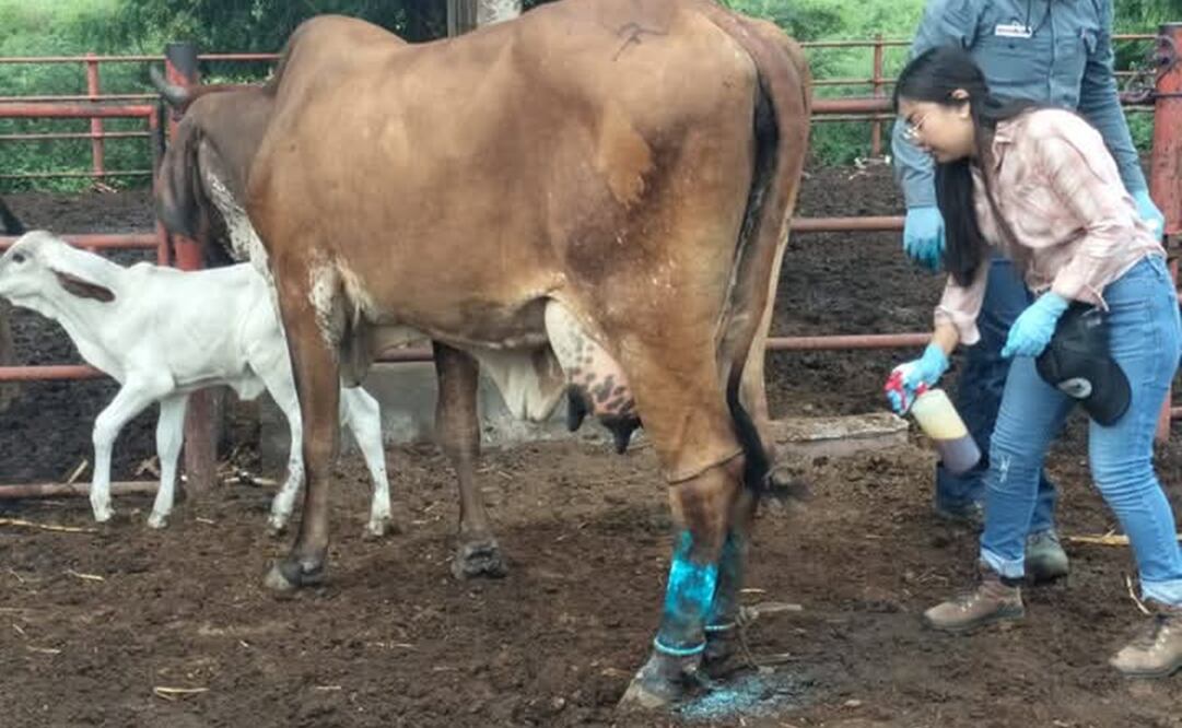 Confirman casos de gusano barrenador en Oaxaca. Foto: Especial