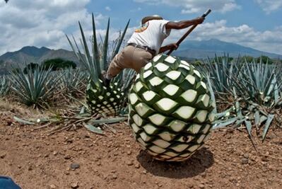 Convoca Comercam a protesta contra ampliación de denominación de origen Mezcal