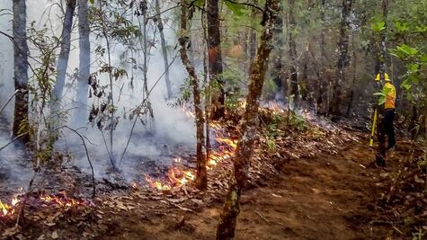 Aumentan a 172 los incendios forestales en Oaxaca; gobierno pedirá declaratoria de emergencia
