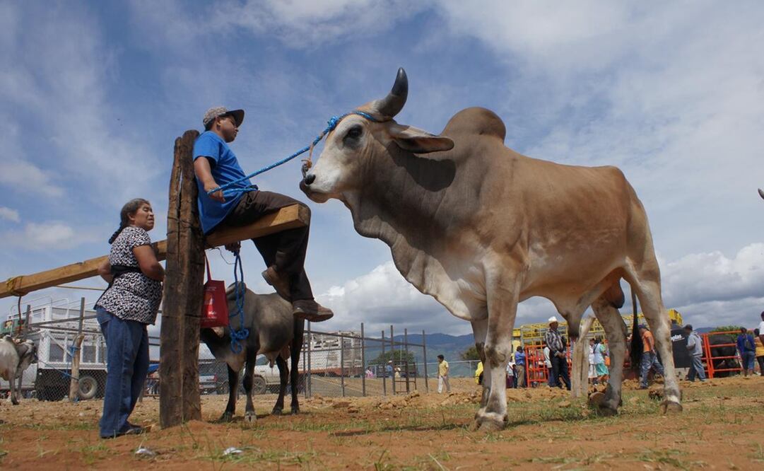 Ganaderos refuerzan vigilancia por plaga de gusano barrenador en Oaxaca. Foto:  Edwin Hernández
