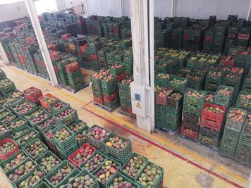 Sube a 42 el número de huertos de mango larvados en Oaxaca y cancelada su exportación a EU: Senasica 