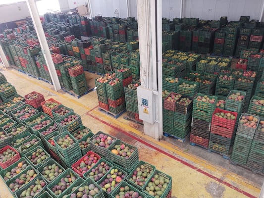 Sube a 42 el número de huertos de mango larvados en Oaxaca y cancelada su exportación a EU: Senasica 