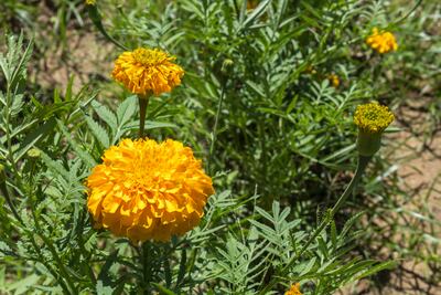 Baja cosecha de cempasúchil por falta de lluvias