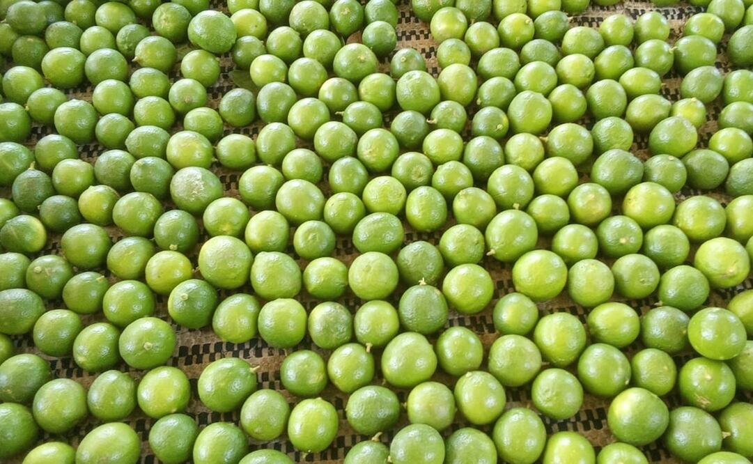 Productores afro de limón piden apoyo del gobierno de Oaxaca para infraestructura y comercialización. Fotos: Especiales