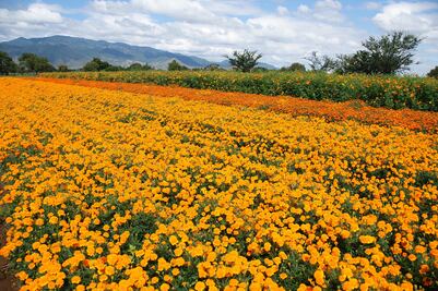 Productores oaxaqueños de cempasúchil enfrentaron sequía esta temporada de muertos