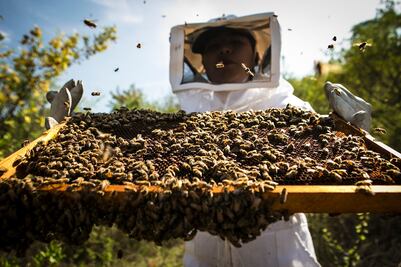 Zaapeche, apicultores buscan salvar a las abejas