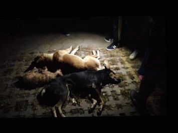 Envenenan a perros en fraccionamiento de Xoxocotlán