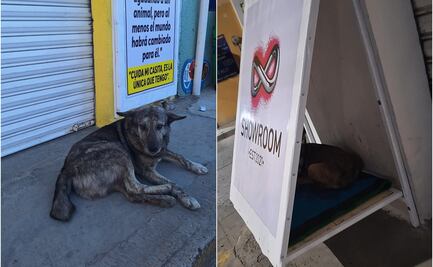 Para mitigar las heladas, construyen refugio para perros en el centro de Tlaxiaco, en la Mixteca de Oaxaca