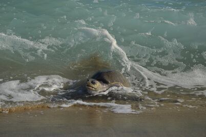 Más de 500 mil tortugas llegan a Oaxaca a su tercer arribada