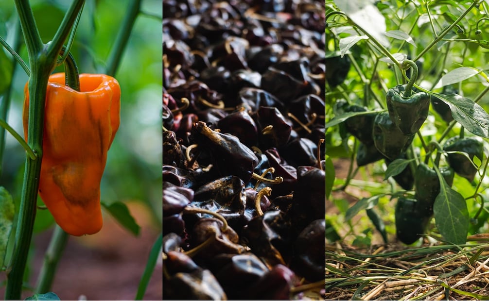 Este ingrediente es esencial en platillos emblemáticos de la cocina oaxaqueña como el mole negro. Fotos: caminito al cielo