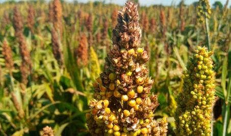 Peligra cosecha de sorgo; no se aseguraron cultivos