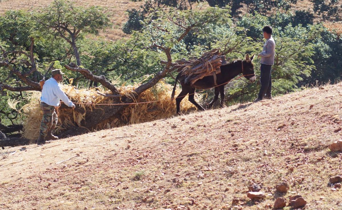 "Sembrar vida" en tierras sin agua: se atora programa en Yucuná, pese a recibir 12 mdp de AMLO para una presa