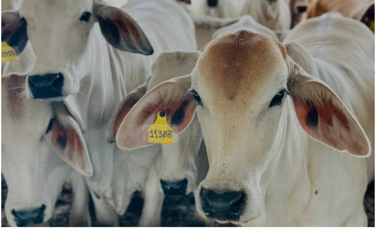 Reanudan exportaciones de ganado bovino a Estados Unidos tras veda por gusano barrenador