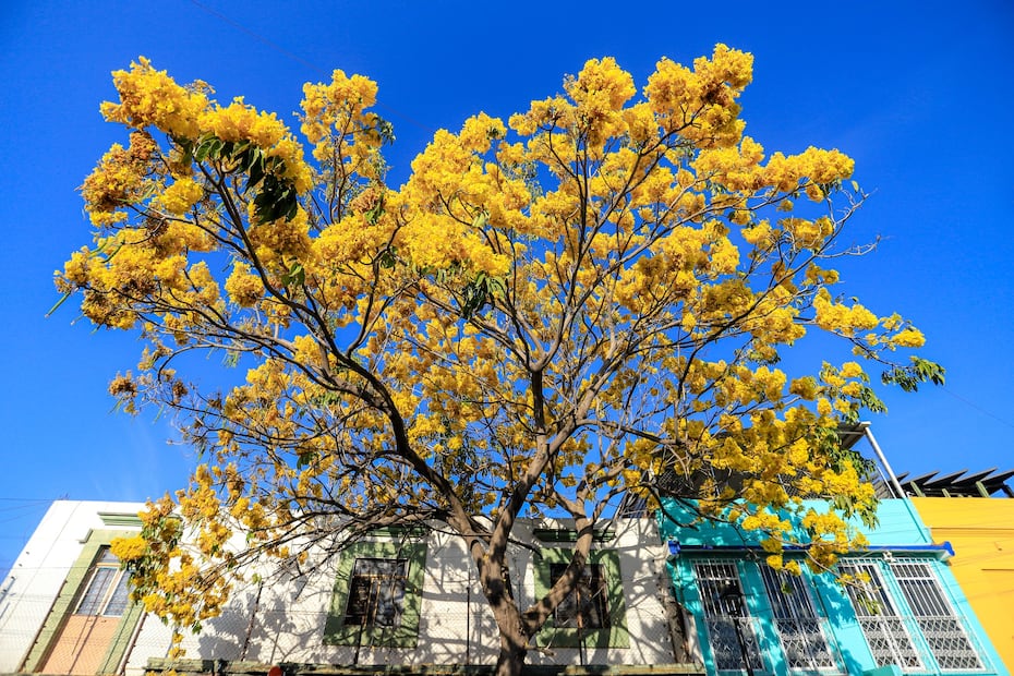 Guayacán en Oaxaca. Foto: Secretaría de Turismo del Estado de Oaxaca, Dulce Hernández López