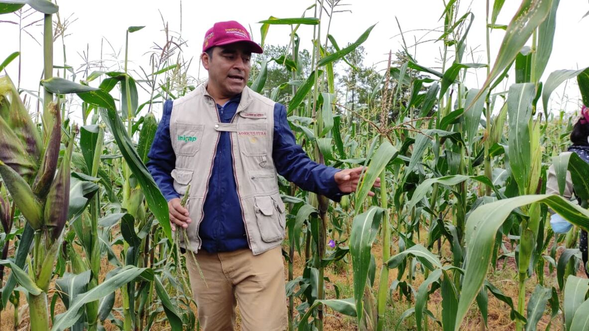 Dos variedades de maíz nativo de la Mixteca de Oaxaca se suben al ring contra el cambio climático. Fotos: Juana García