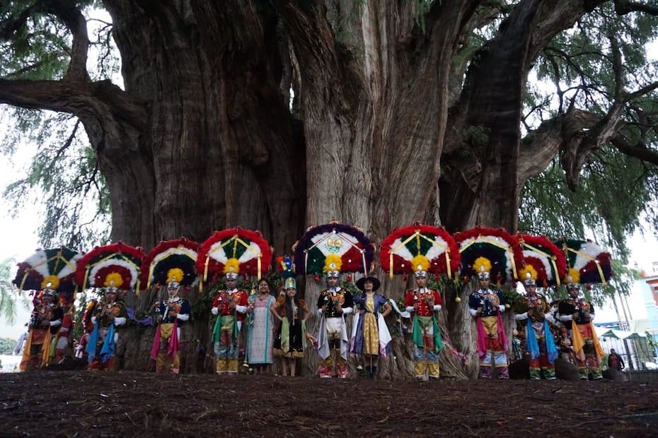 El árbol de Tule posee el tronco más ancho del planeta. Foto: discovertheroute.com