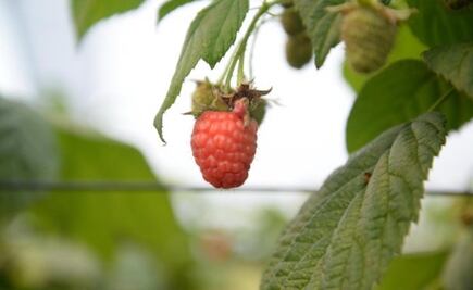 Sader replicará proyectos agrícolas para generar empleos