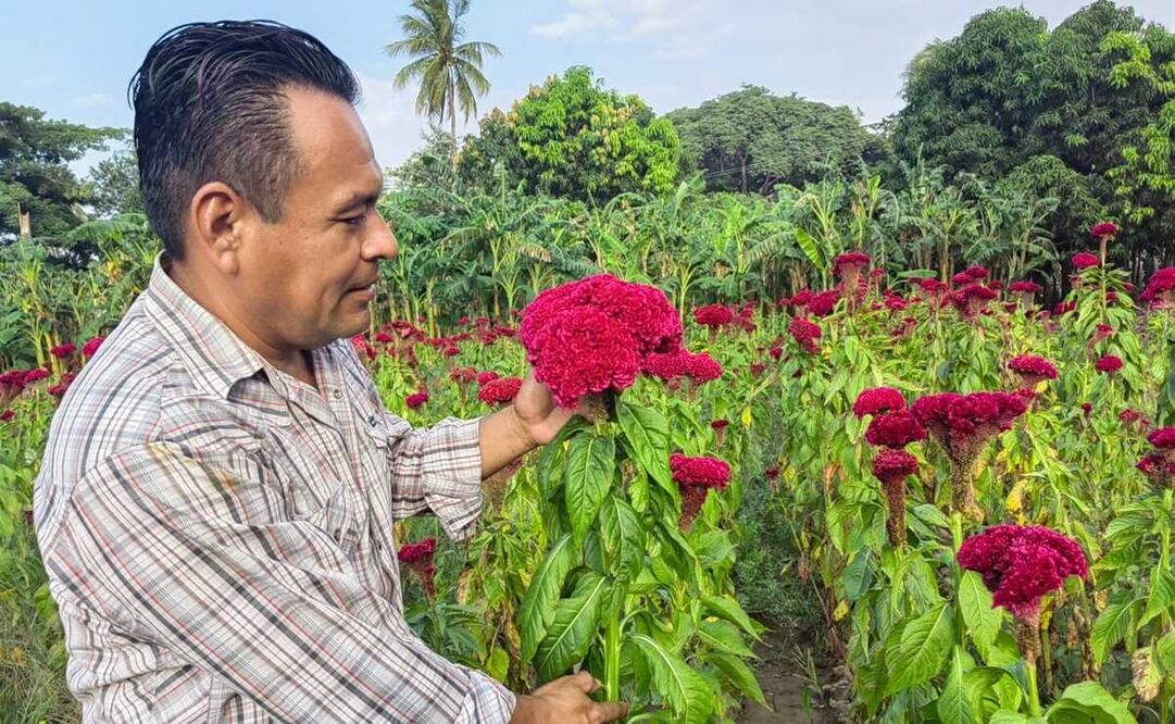 Flores de cempasúchil modificadas “no son competencia”, dicen productores del Istmo de Oaxaca. Fotos: Roselia Chaca