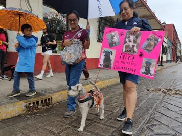 “Crueldad y maltrato son una constante en Oaxaca”; exigen nueva ley de protección a los animales