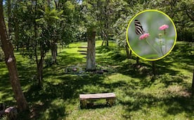 Un oasis cerca del centro de Oaxaca: así es el paraíso rodeado de árboles y mariposas